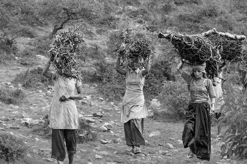 Fetching firewood from the Bhairon Dev public sanctuary in Bhaonta–Koylala village, district Alwar, Rajasthan - result of reforestation following water conservation under Rajendra Singh's leadership